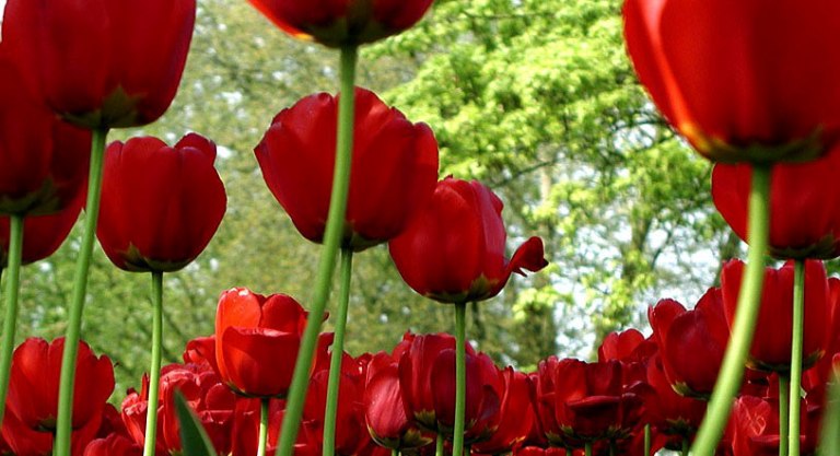Floristería Pedro Navarro